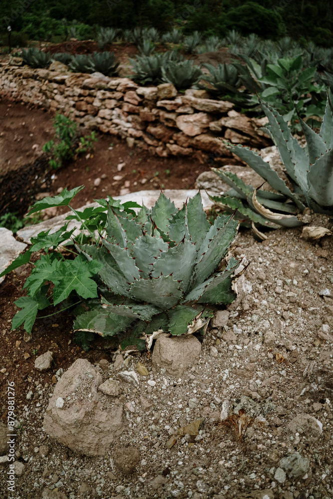 agave fields in a cloudy day to prepare tequila, mezcal, in the mountains agave fields in a cloudy day to prepare tequila, mezcal, in the mountains