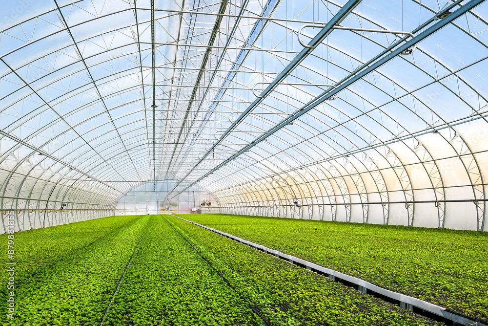Fototapeta premium A huge, new industrial modern greenhouse where various plants, green and tree seedlings are grown
