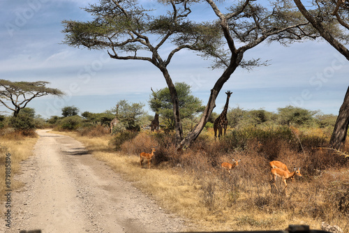 Giraffe