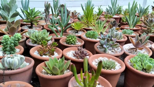 group of Potted succulent flowers background greenhouse flower shop tropical botanical plants gardening home plants
