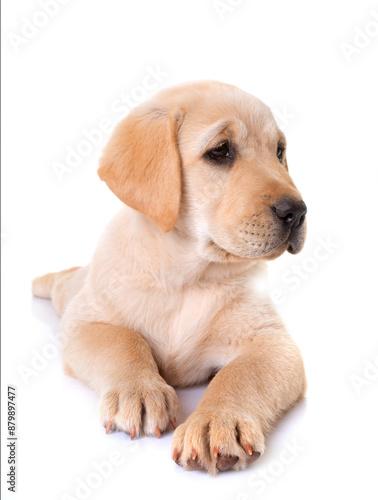 puppy labrador retriever