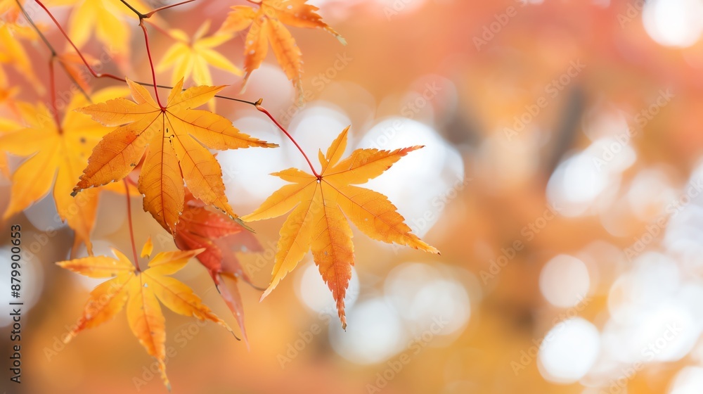 Close-up of vibrant orange maple leaves against a blurred background, capturing the essence of autumn foliage. Close-up of vibrant orange maple leaves against a blurred background, capturing the essence of autumn foliage.