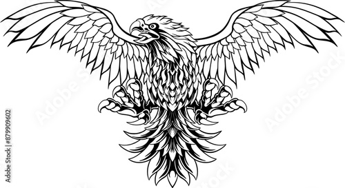 Eagle Line Art Illustration