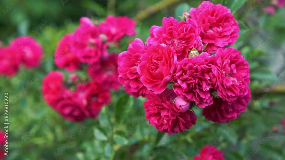 pink roses in an inflorescence on a branch of a climbing rose of the flamentanz variety on a branch among green leaves decorates a garden fence made of mesh in summer pink roses in an inflorescence on a branch of a climbing rose of the flamentanz variety on a branch among green leaves decorates a garden fence made of mesh in summer