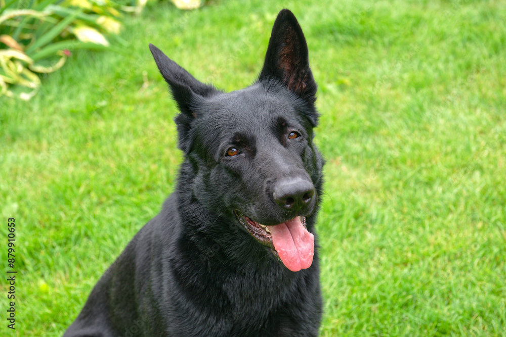 German shepherd German shepherd