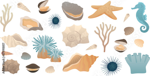 Set of sea underwater elements Shells seahorse clams starfish oysters sea anemone corals isolated