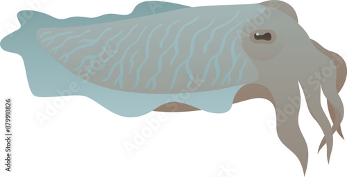 Cuttlefish or cuttle isolated vector illustration. Marine underwater animal clip art. Sea ocean life.