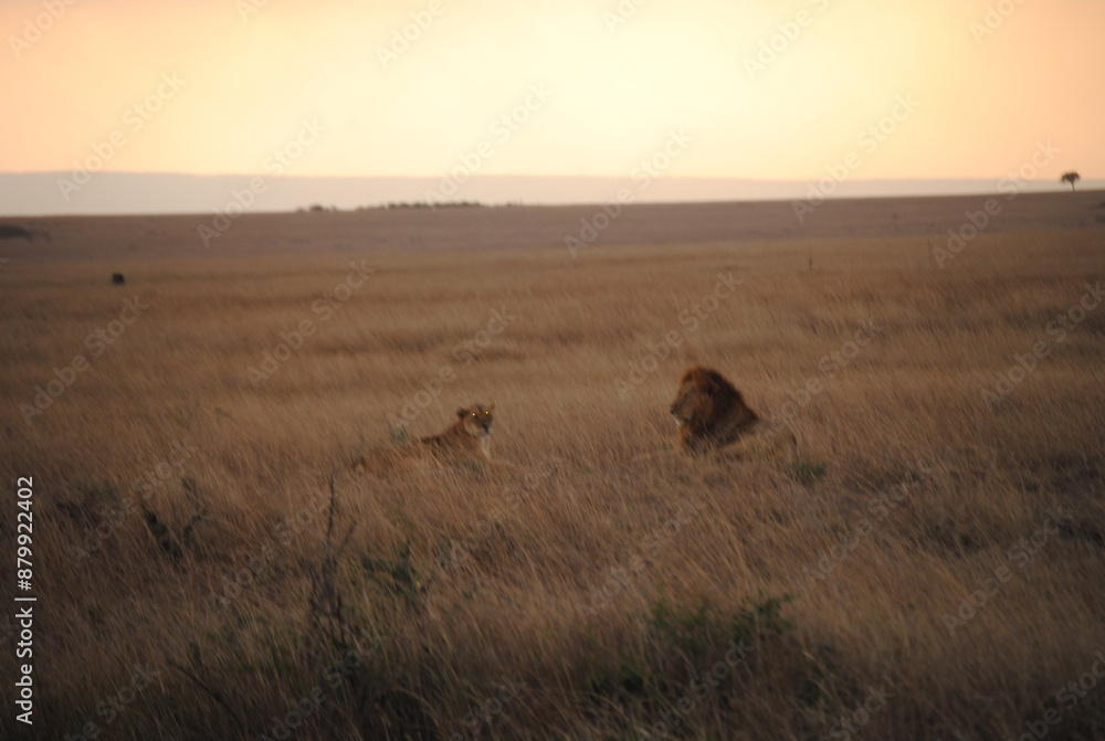 Safari in Kenya including photos of Zebras, Giraffes, Elephants, Lions and much more. Some photos of cows in a farm and puppies. Safari in Kenya including photos of Zebras, Giraffes, Elephants, Lions and much more. Some photos of cows in a farm and puppies.