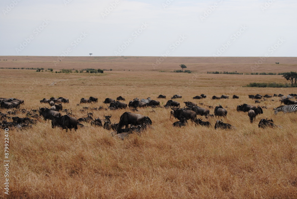 Safari in Kenya including photos of Zebras, Giraffes, Elephants, Lions and much more. Some photos of cows in a farm and puppies. Safari in Kenya including photos of Zebras, Giraffes, Elephants, Lions and much more. Some photos of cows in a farm and puppies.