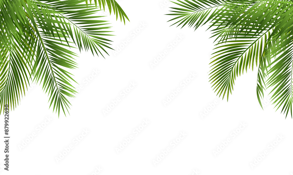 Palm Tree Branch Border With White Background Palm Tree Branch Border With White Background