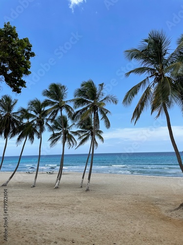 palm trees on the beach
