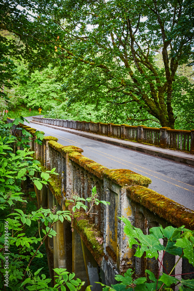 Moss-Covered Bridge in Lush Green Forest Curving Out of Sight Moss-Covered Bridge in Lush Green Forest Curving Out of Sight