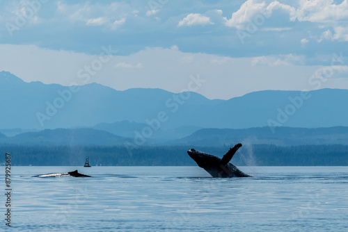 Breaching closer
A large humpback breaches close to a companion swiming on the surface off the moutainous coast of BC Canada