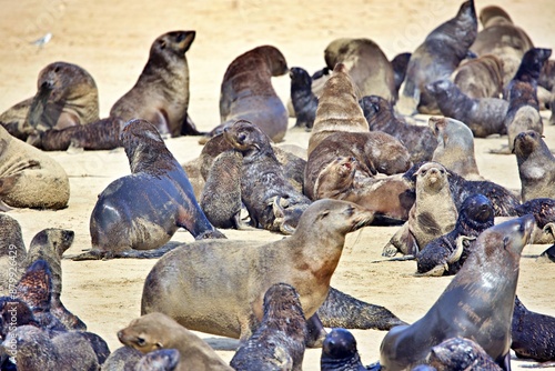 Seelöwenkolonie in Walvis Bay photo