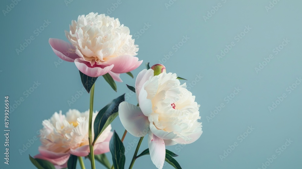 Obraz premium Close up of three peony flowers in white and pink on a gray blue backdrop with selective focus and ample space for text Horizontal design suitable for various purposes in pastel shades