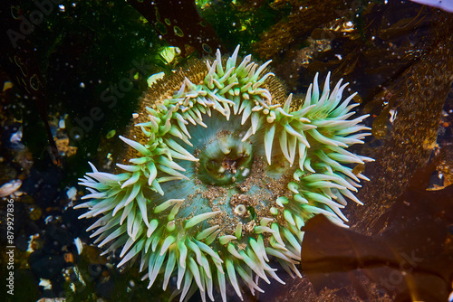 Vibrant Green Sea Anemone in Rocky Tide Pool Close-Up