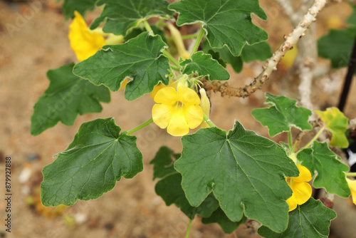 Yellow flower Caudex Succulent plant (Uncarina roeoesliana) from Madagascar photo