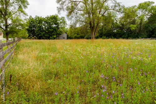 Previously a pasture for horses, this yearit has reverted to a field of wildflowers in Old World Wisconsin, Eagle, Wisconsin on July 4, 2024 photo