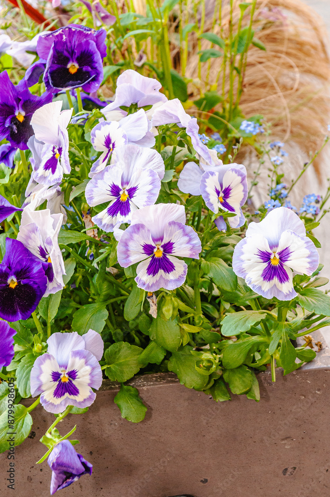 Front view, medium distance of, group of, white and purple impatient flowers Front view, medium distance of, group of, white and purple impatient flowers