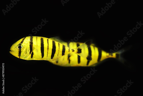 Juvenile golden trevally (Gnathanodon speciosus) photo