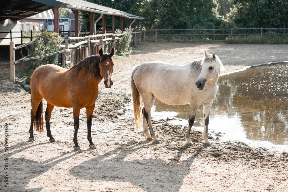 Obraz premium brown and grey mare horse friends herd animal paddock paradise
