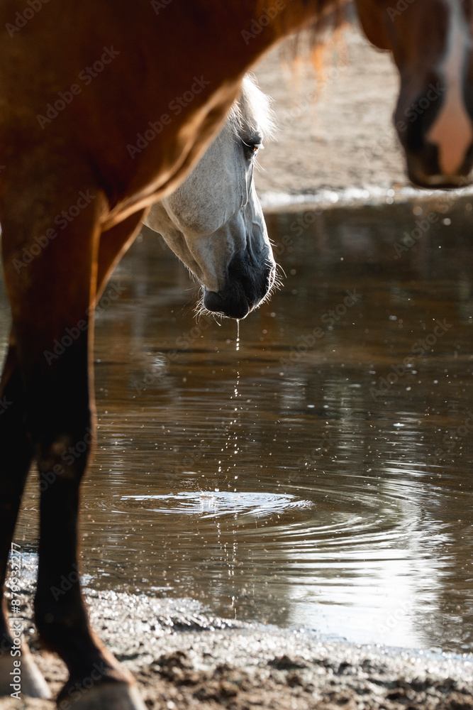 Obraz premium horse drinking in paddock paradise animal equine water living space