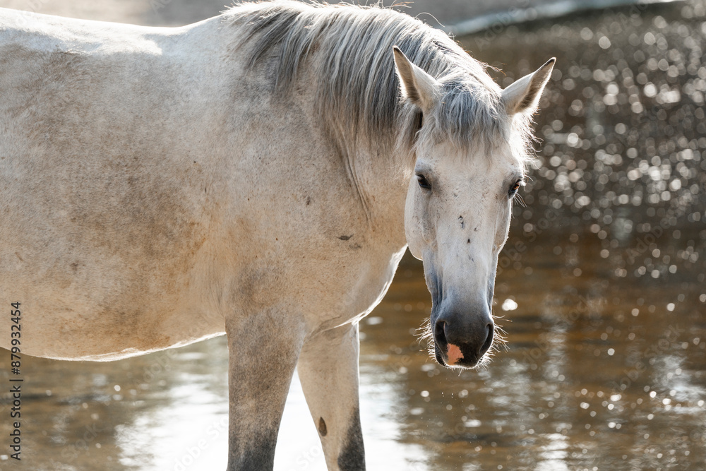 Fototapeta premium grey horse mare close up sunset backlight paddock paradise