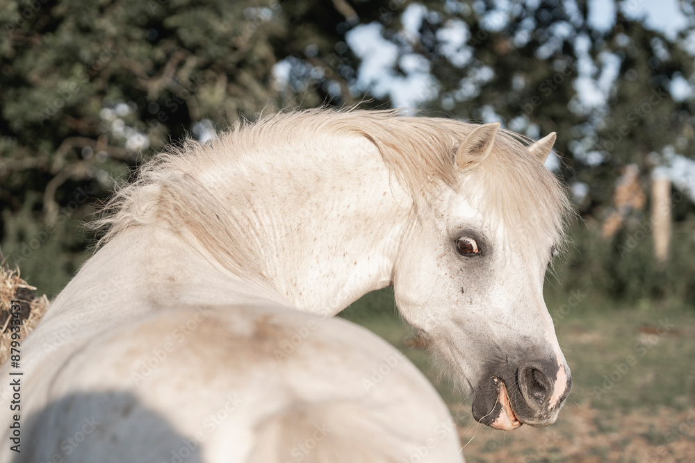 beautiful little white welsh mountain pony horse head detail beautiful little white welsh mountain pony horse head detail