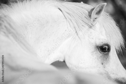 beautiful little white welsh mountain pony horse head detail