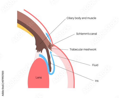 Fluids in the eye