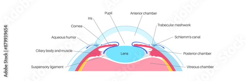 Fluids in the eye
