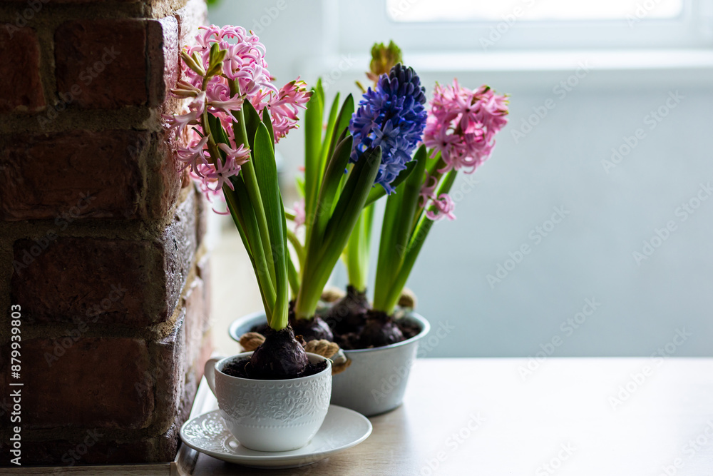 Concept of hobby, leisure time, home gardening. Beautiful spring flowers on the windowsill, purple and pink hyacinth plants with bulbs planted in ceramic pot.