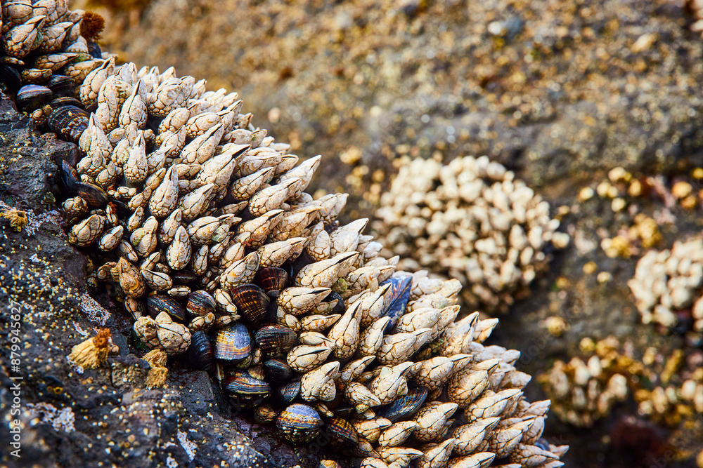 Fototapeta premium Barnacles and Mollusks on Coastal Rock Close-Up at Low Tide