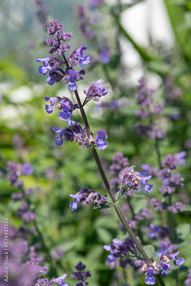 Lesser cat mint (nepeta nepetella) flowers in bloom Lesser cat mint (nepeta nepetella) flowers in bloom