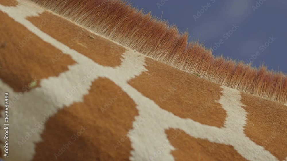 Steadicam extreme close up of a Reticulated Giraffe's (Giraffa reticulata) mane and neck print in the grasslands during afternoon in kenya Steadicam extreme close up of a Reticulated Giraffe's (Giraffa reticulata) mane and neck print in the grasslands during afternoon in kenya
