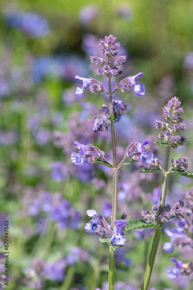 Lesser cat mint (nepeta nepetella) flowers in bloom