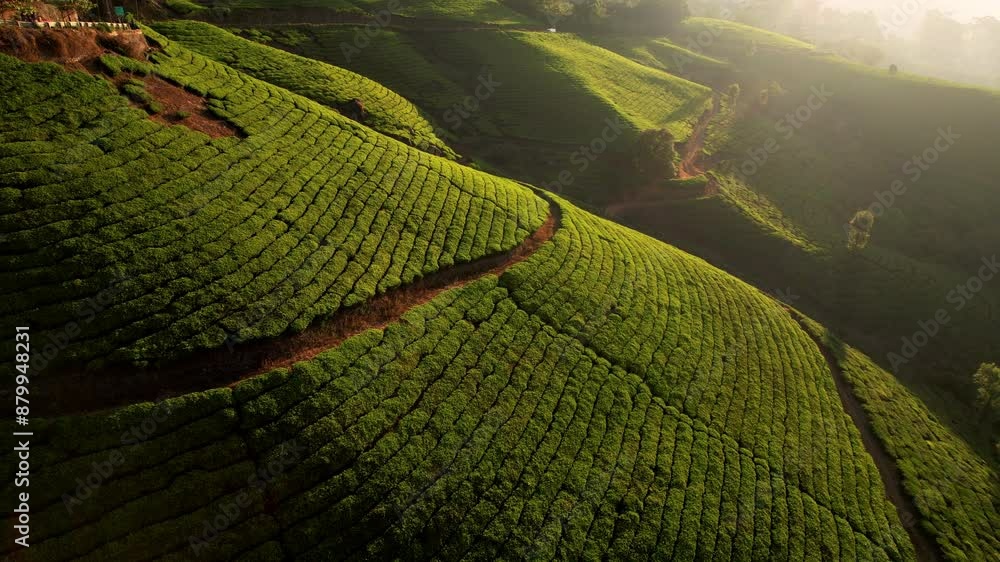 Aerial view of tea plantations in the hills Of Munnar, India at sunrise. Green tea terraces at early in the morning. Tea growing.