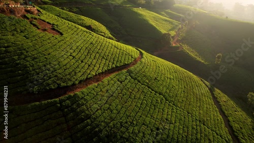 Aerial view of tea plantations in the hills Of Munnar, India at sunrise. Green tea terraces at early in the morning. Tea growing.