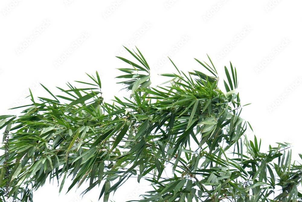 Tropical Bamboo tree with leaves and branches on white isolated background for green foliage backdrop Tropical Bamboo tree with leaves and branches on white isolated background for green foliage backdrop