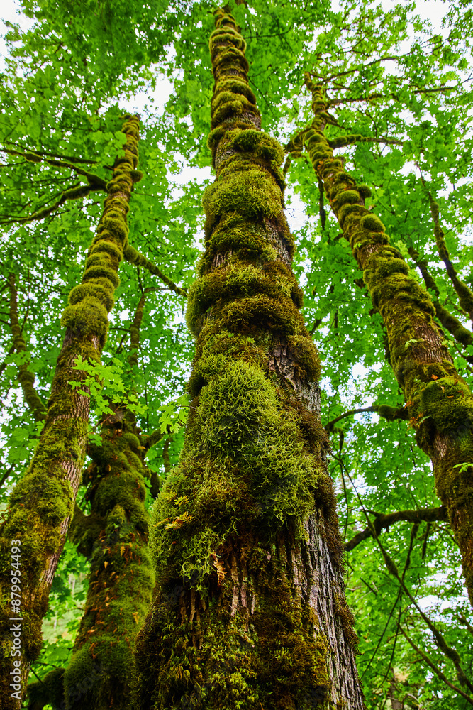 Fototapeta premium Moss-Covered Trees in Lush Forest Upward Perspective