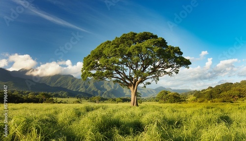 Arbol en la naturaleza