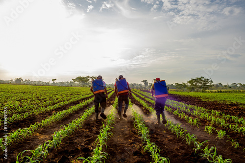 Farmers walk applying fertilizer to the corn field. photo