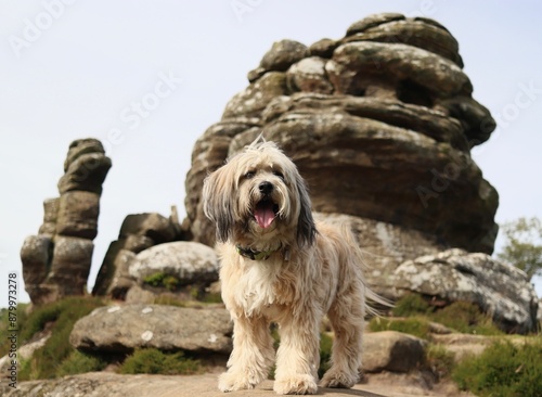 dog on the rock Tibetan terrier cute pet