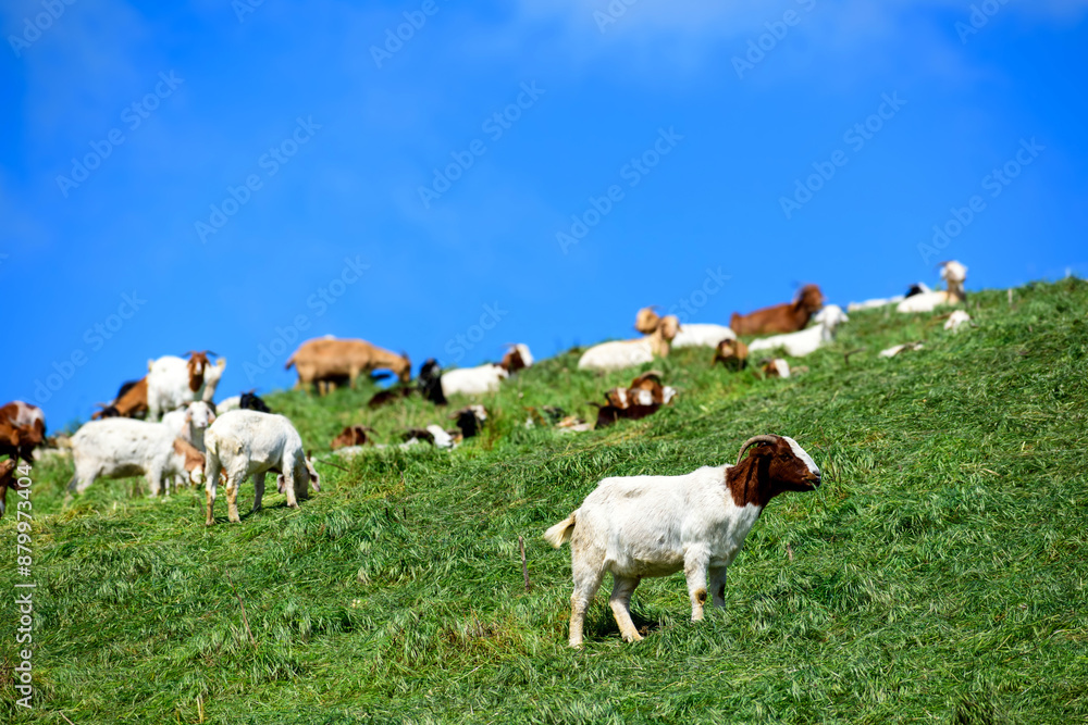 A herd of goats is feeding on lush grass on a steep slope to reduce the risk of brush fires and minimize the threat of wildfires. Selective focus. A herd of goats is feeding on lush grass on a steep slope to reduce the risk of brush fires and minimize the threat of wildfires. Selective focus.