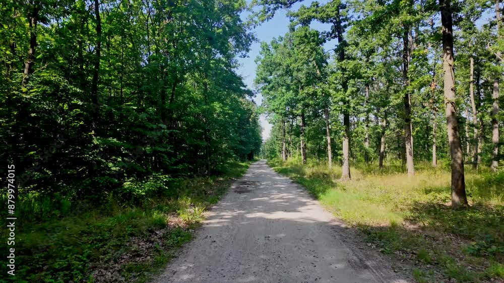 Dirt path through dense forest on a sunny day Dirt path through dense forest on a sunny day