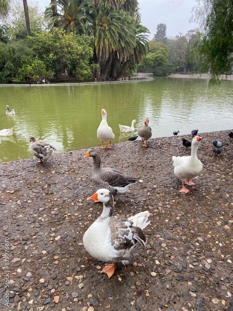 Fototapeta premium goose on artificial lake