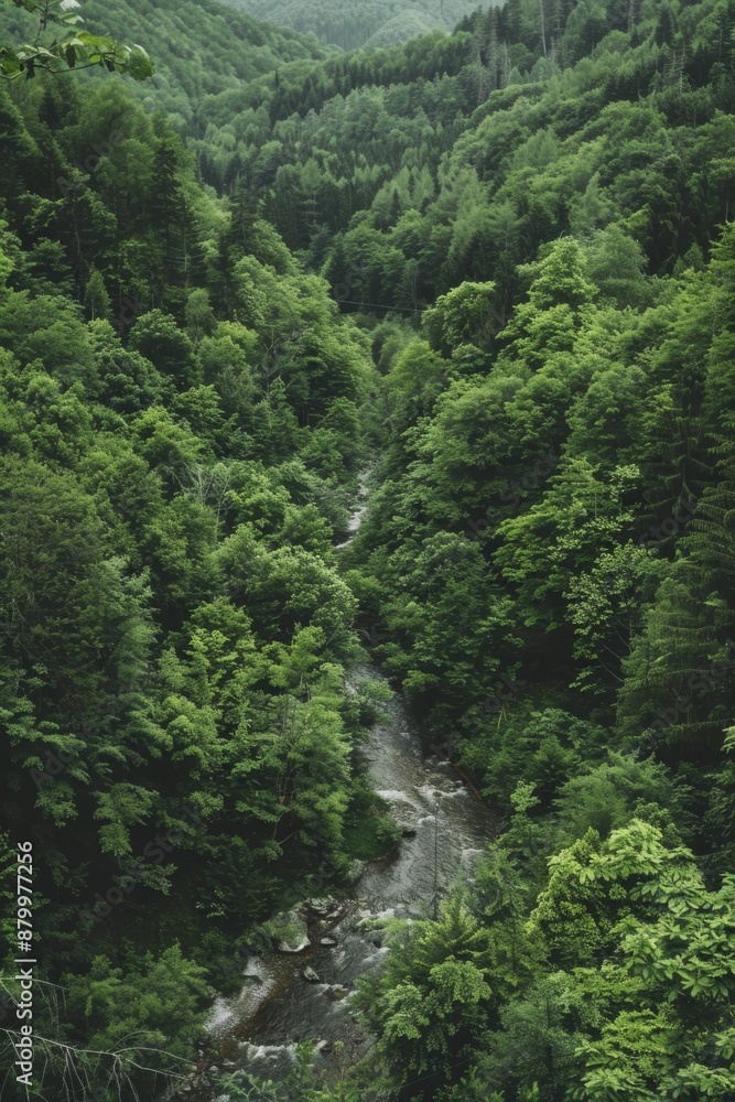 Lush green forest with river running through it Lush green forest with river running through it