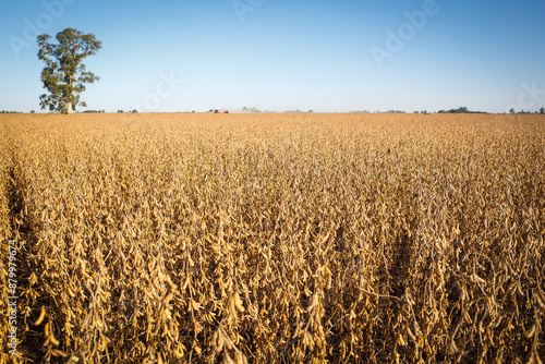 Wide view of a soybean field ready for harvest