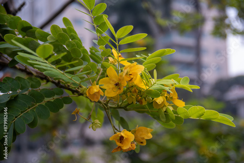 Close up the beautiful yellow flower, or Cassia siamea, in the garden. Blurred background  photo