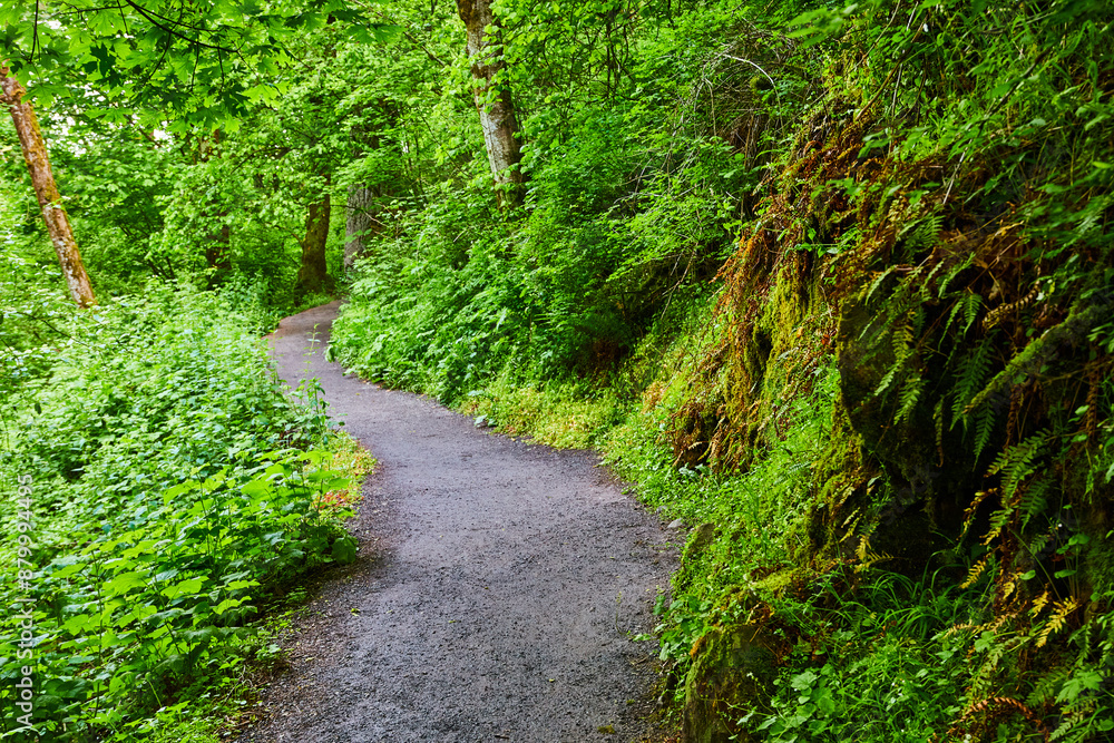 Serene Forest Pathway Through Lush Greenery in Oregon Serene Forest Pathway Through Lush Greenery in Oregon